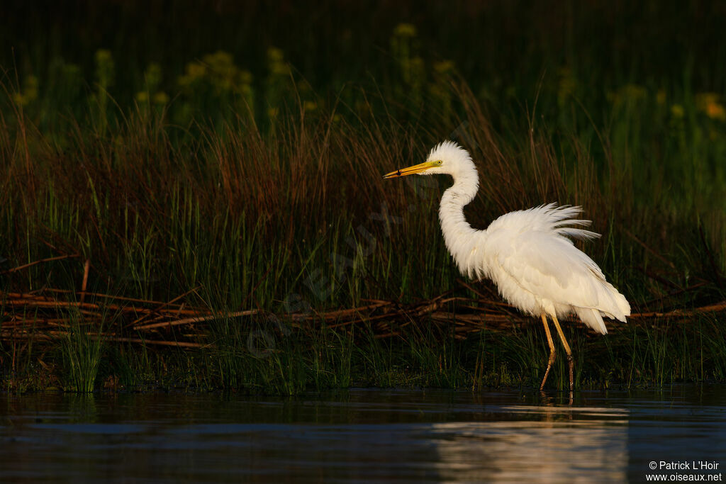 Grande Aigrette