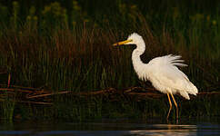 Grande Aigrette