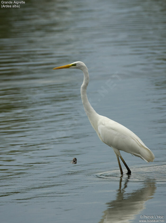 Great Egretadult