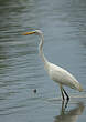 Grande Aigrette