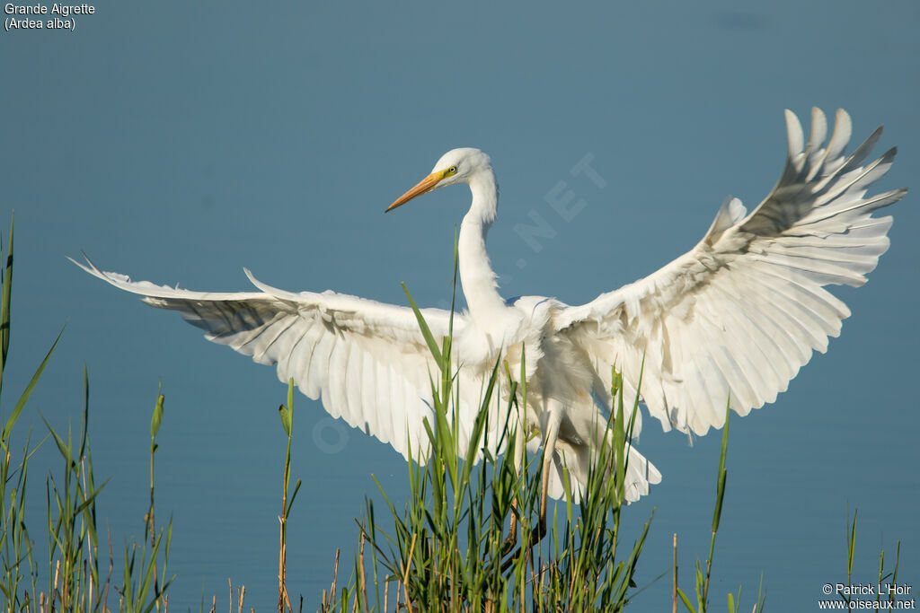 Grande Aigrette