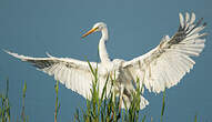 Grande Aigrette