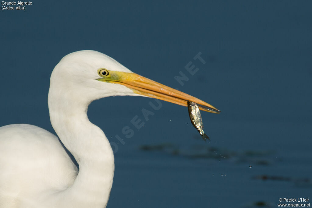 Grande Aigrette