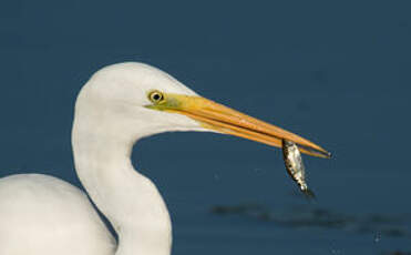 Grande Aigrette