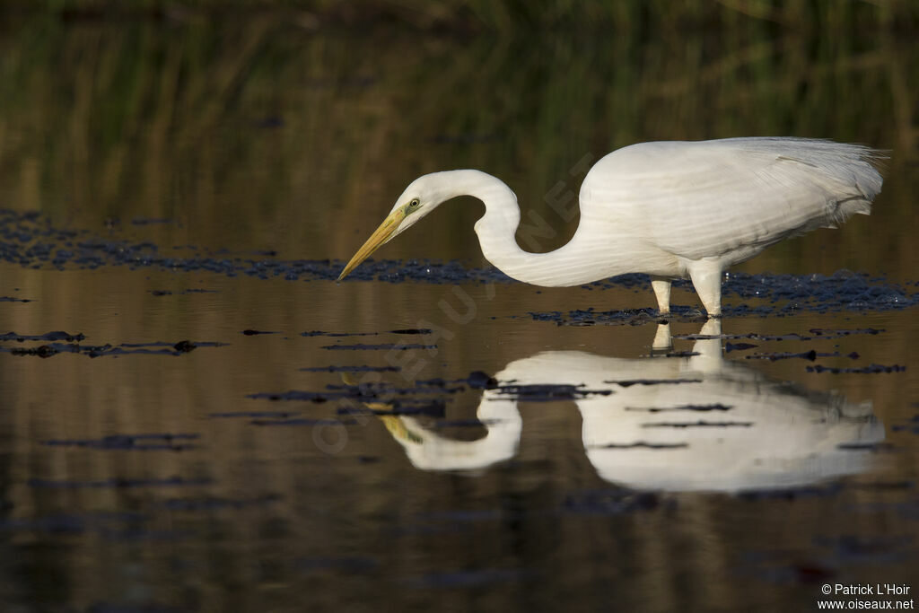 Grande Aigrette