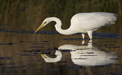 Grande Aigrette