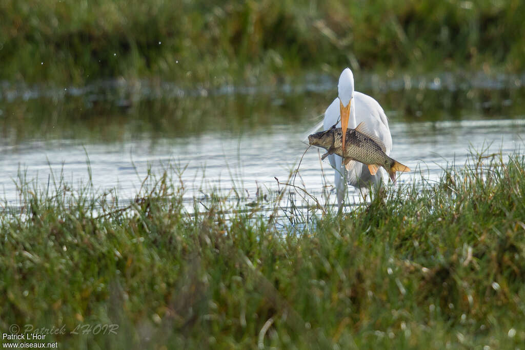 Grande Aigrette, régime, Comportement