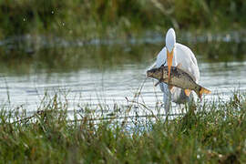 Grande Aigrette