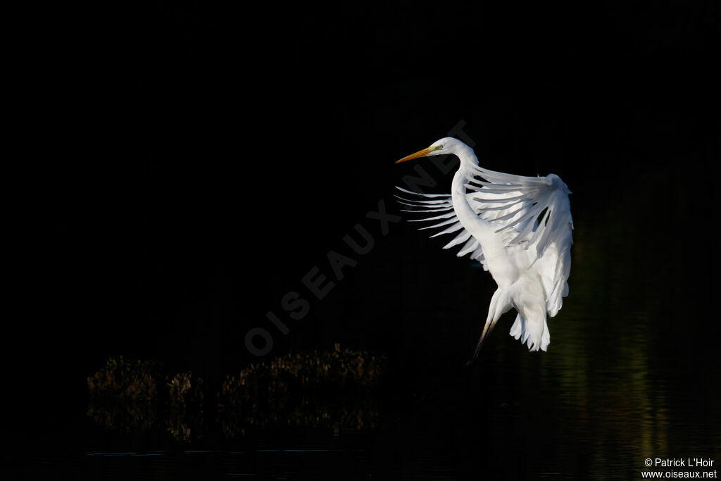 Grande Aigrette