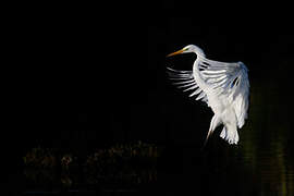 Great Egret