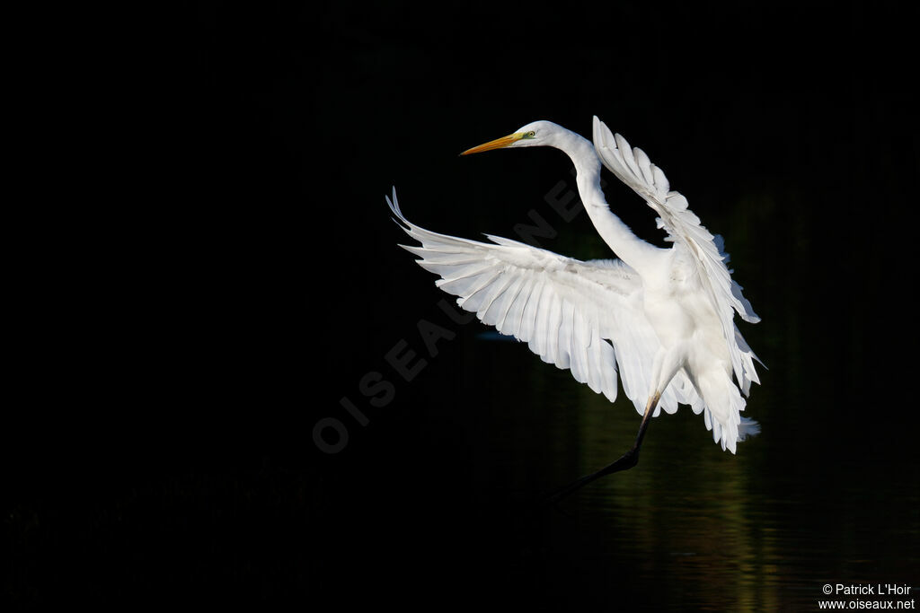 Great Egret