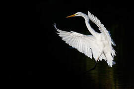 Great Egret