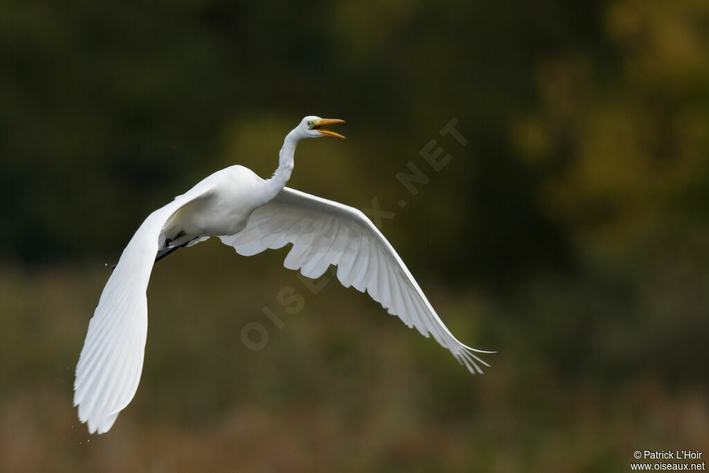 Grande Aigrette