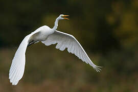 Great Egret