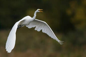 Grande Aigrette