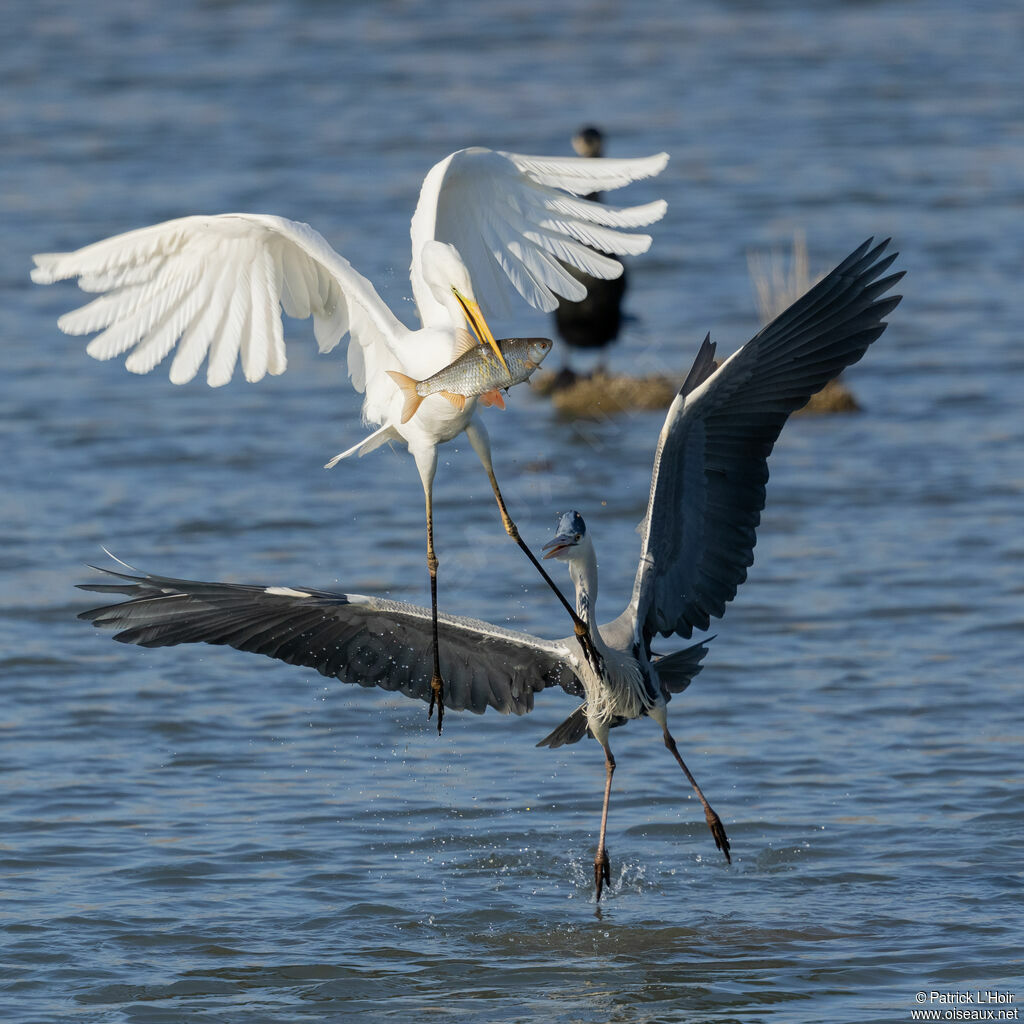 Great Egret