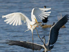 Great Egret