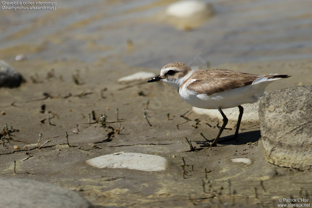 Kentish Plover