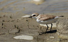 Kentish Plover