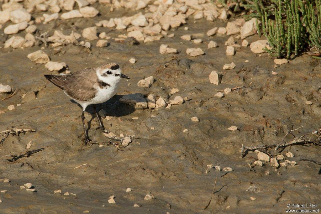 Kentish Plover