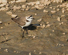 Kentish Plover