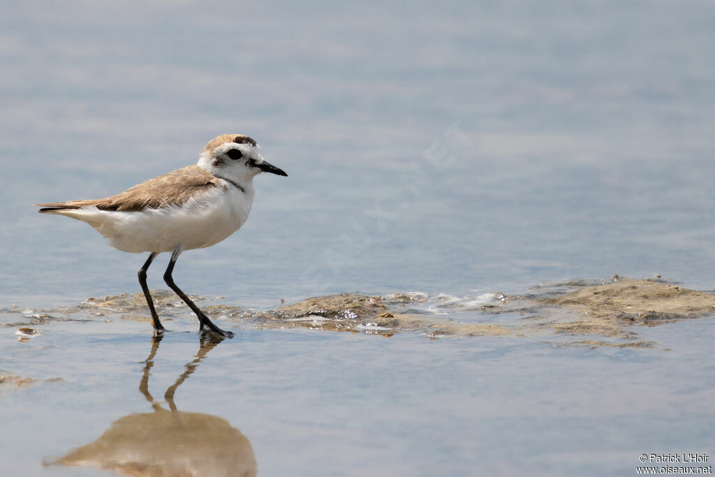 Kentish Plover