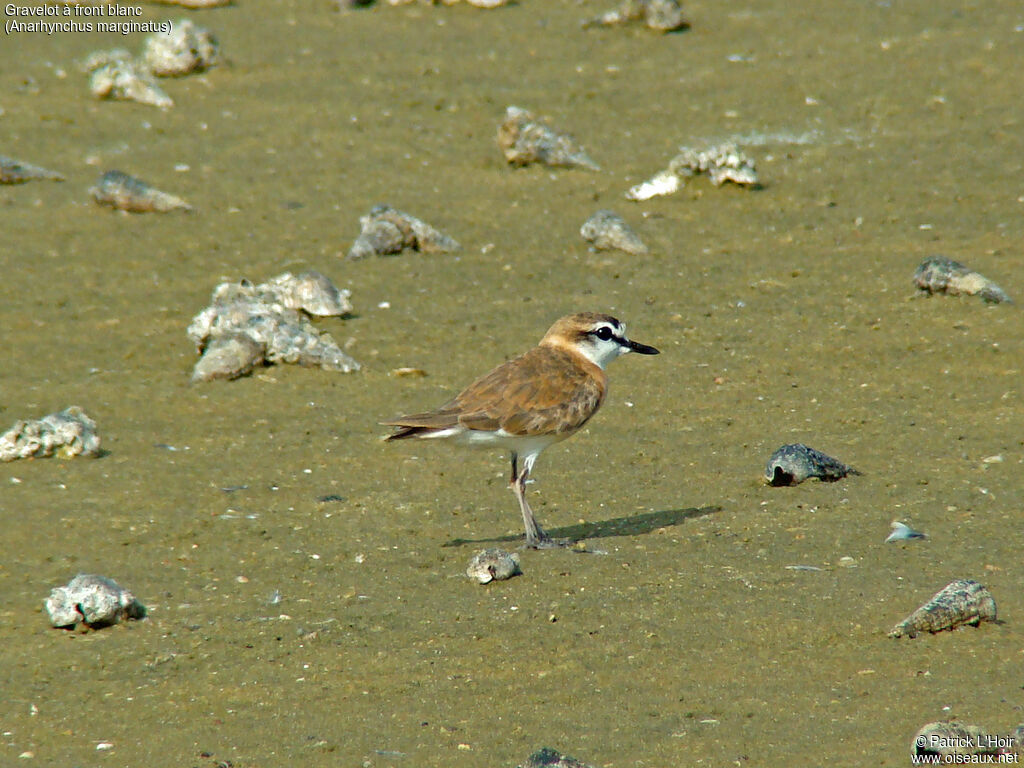 Gravelot à front blanc