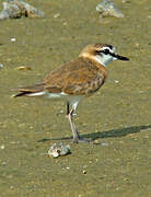 White-fronted Plover