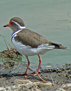 Three-banded Plover