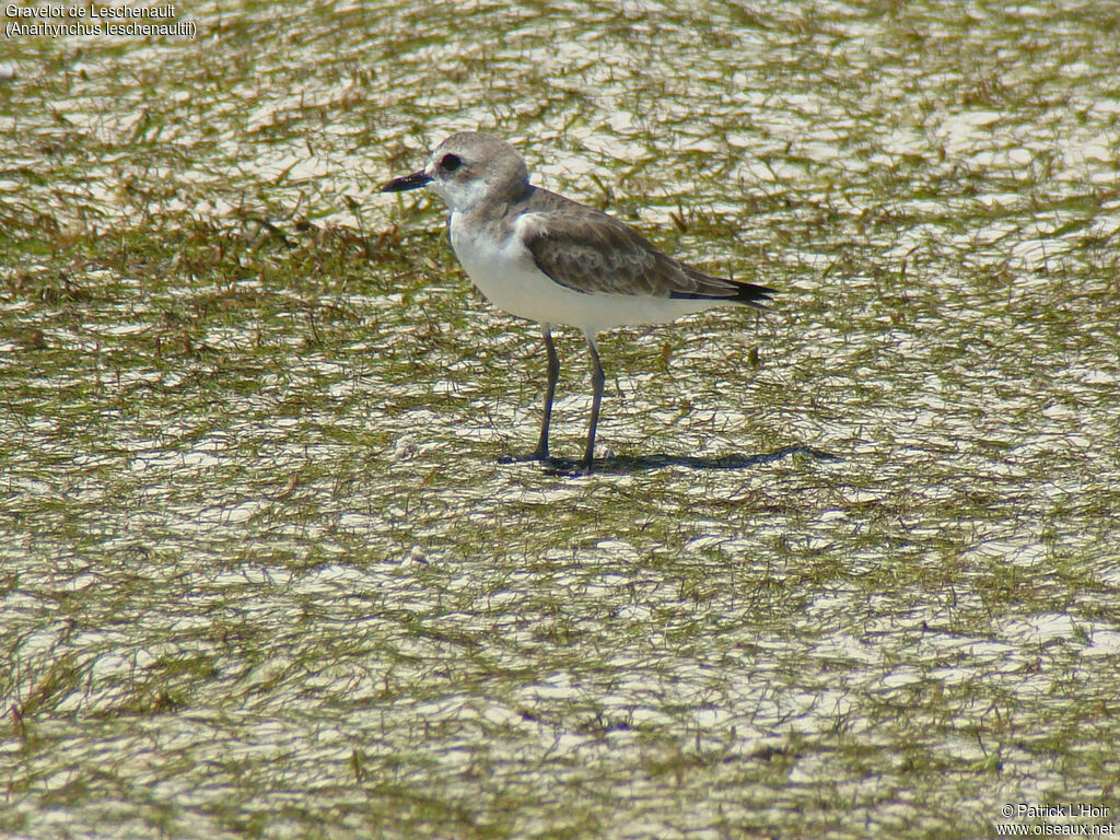 Greater Sand Plover