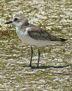 Greater Sand Plover