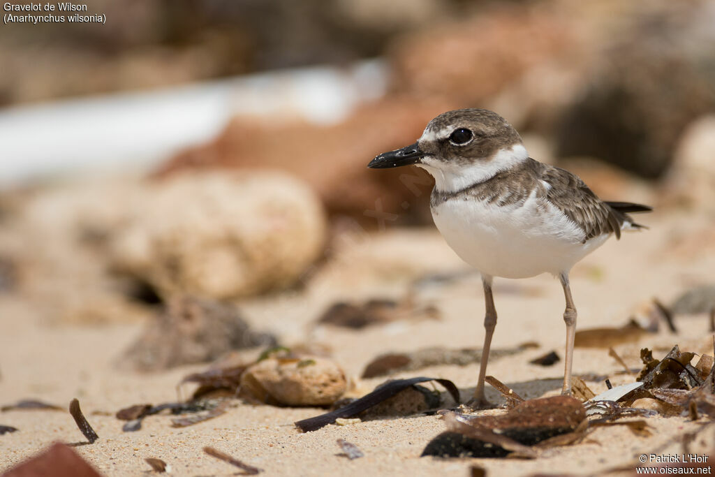 Wilson's Plover