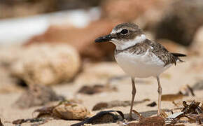 Wilson's Plover