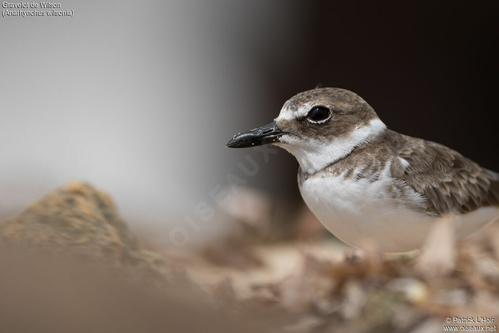 Wilson's Plover