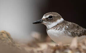 Wilson's Plover