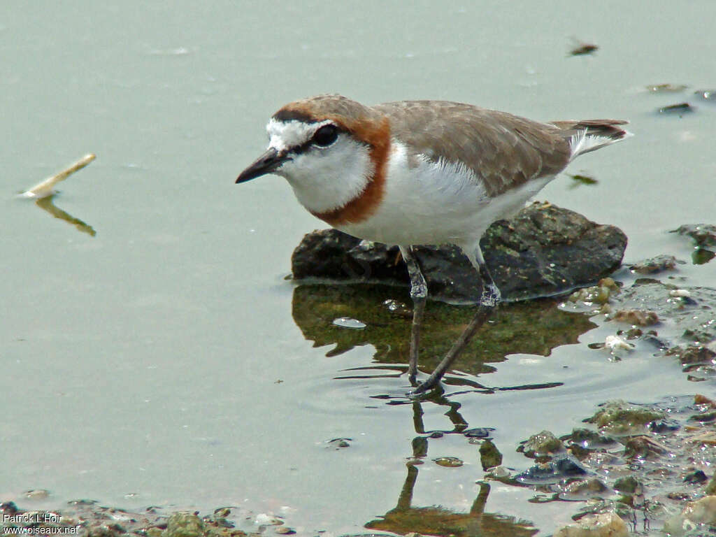 Chestnut-banded Plover male adult, identification