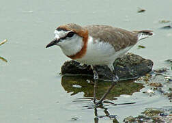 Chestnut-banded Plover