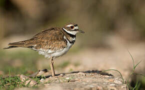 Killdeer