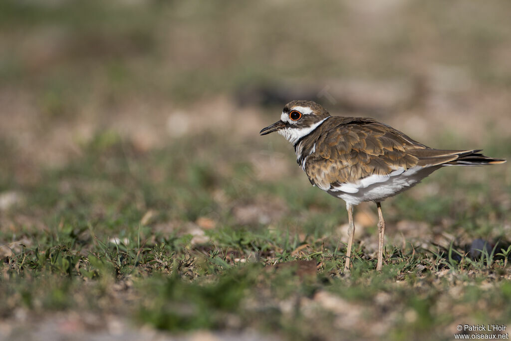 Killdeer