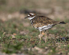 Killdeer