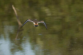 Killdeer