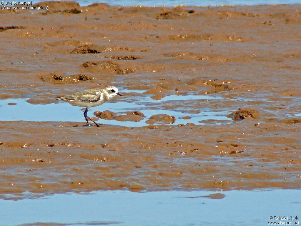 Siberian Sand Plover