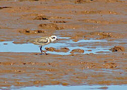 Lesser Sand Plover