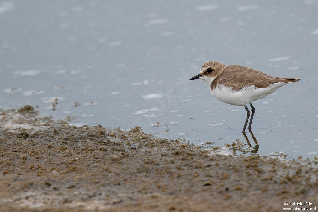 Siberian Sand Plover