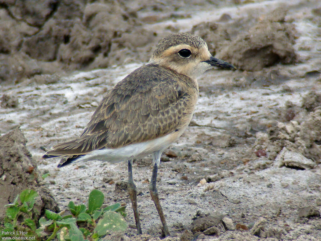 Gravelot pâtrejuvénile, identification