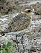 Kittlitz's Plover