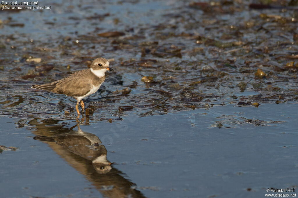 Semipalmated Plover