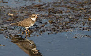 Semipalmated Plover