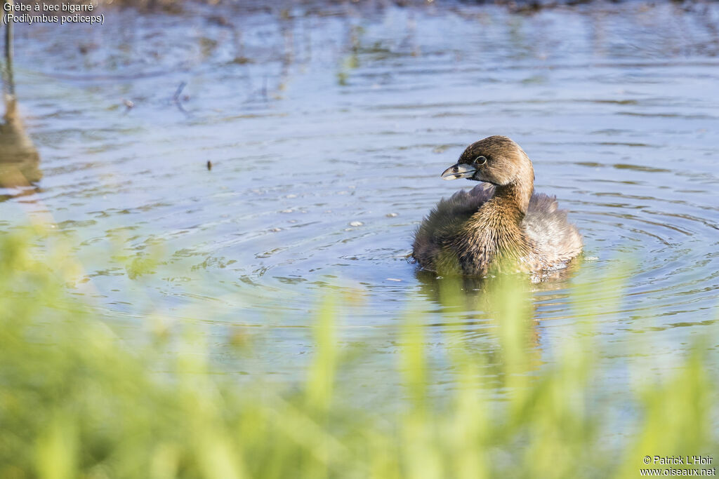 Pied-billed Grebe