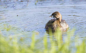 Pied-billed Grebe